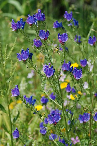 Echium plantagineum